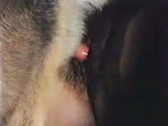 Furry dog sex with an ohknotty dog